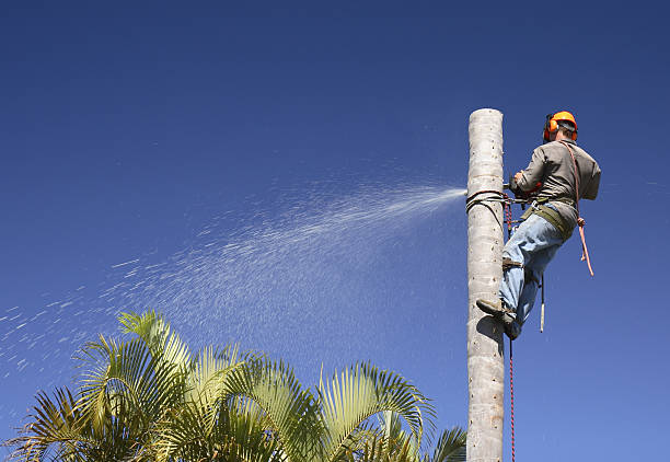 Best Fruit Tree Pruning  in Milan, NM