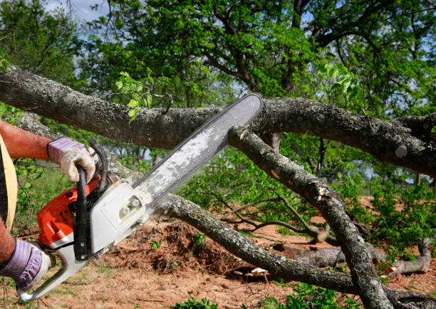 Lawn Watering Services in Milan, NM