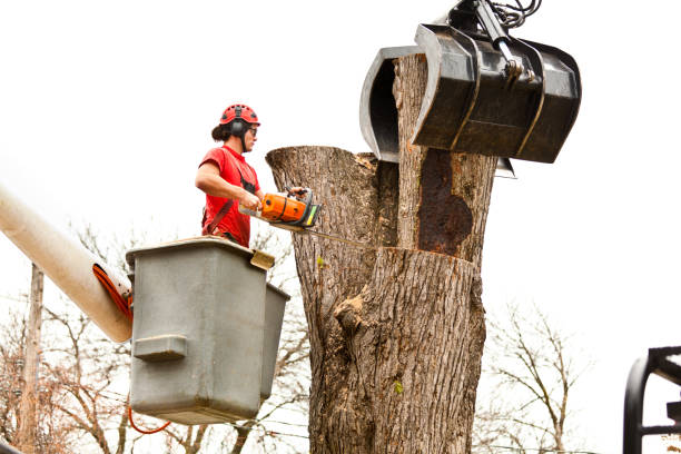 Best Utility Line Clearance  in Milan, NM